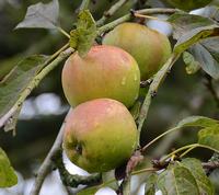 Sturmer Pippin æbler på træ